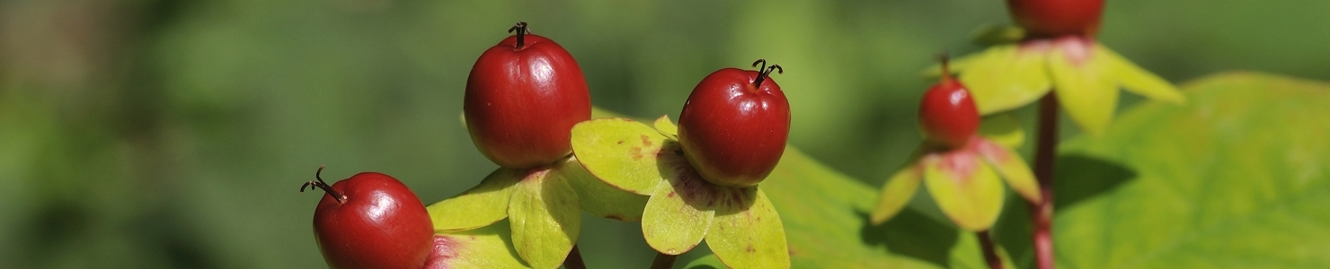 Hypericum photo