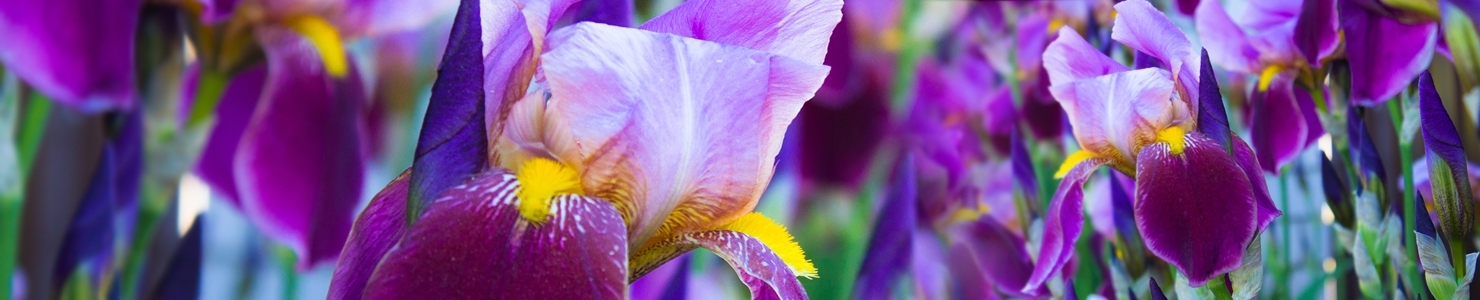 Iris photo