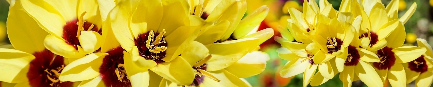Ixia photo