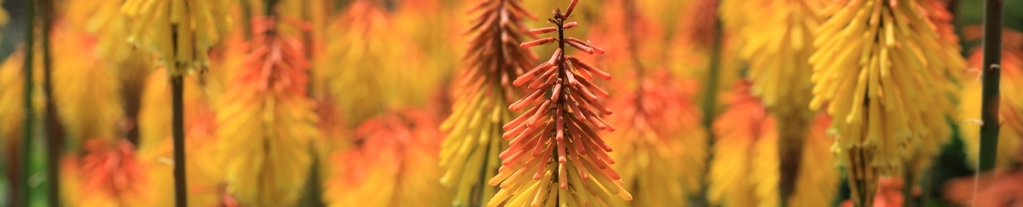 Kniphofia photo
