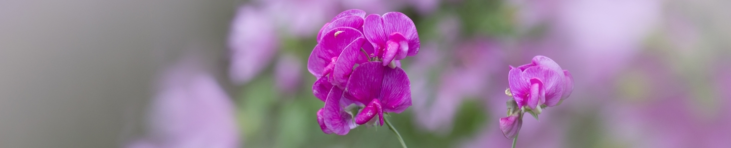 Lathyrus photo