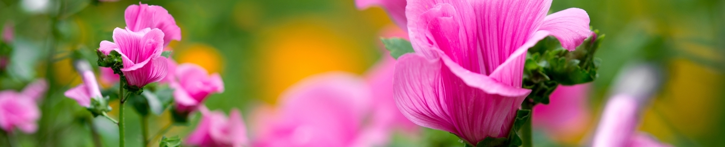 Lavatera photo
