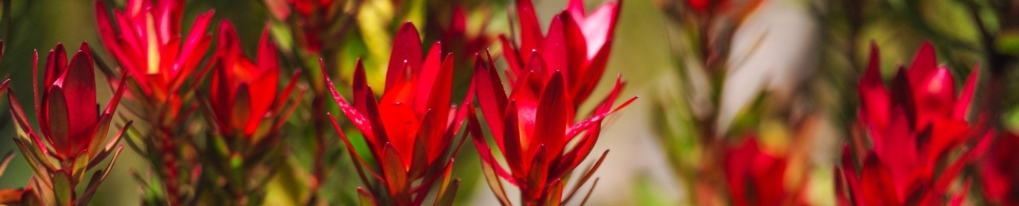 Leucadendron photo