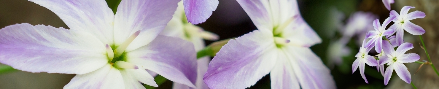 Leucocoryne photo