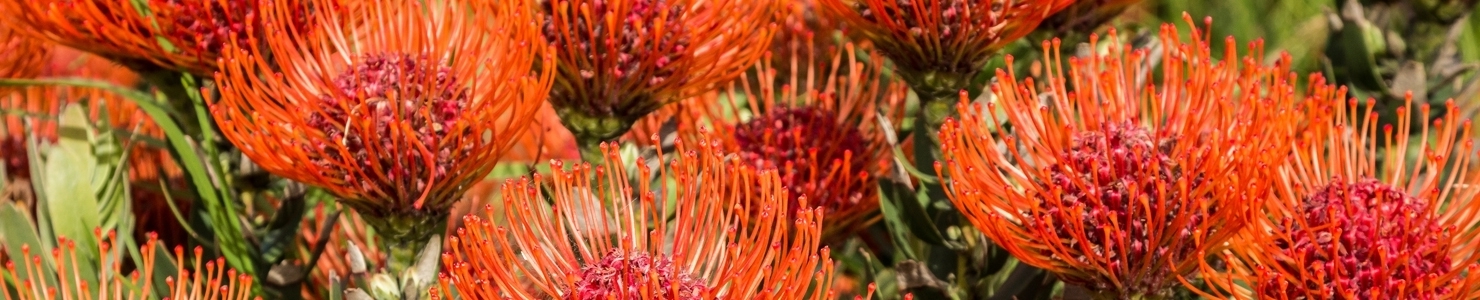Leucospermum photo