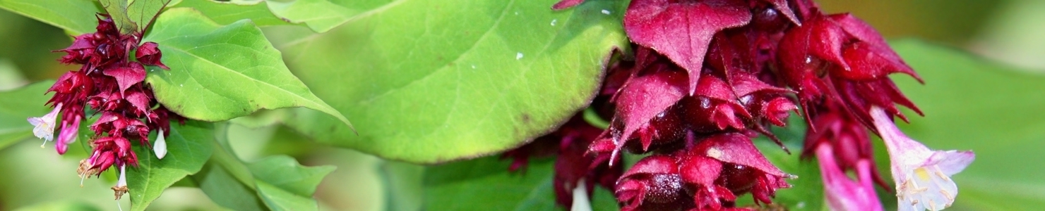 Leycesteria photo