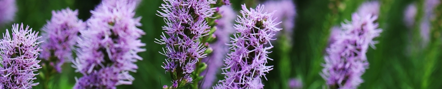Liatris photo