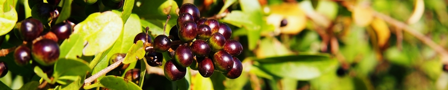 Ligustrum photo
