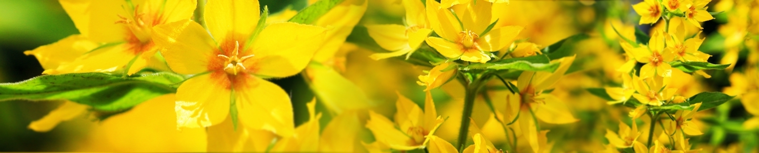 Lysimachia photo