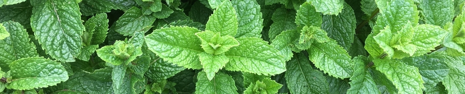 Mentha photo