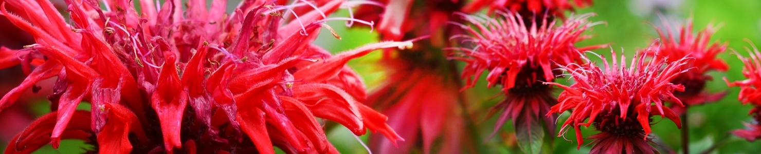 Monarda photo