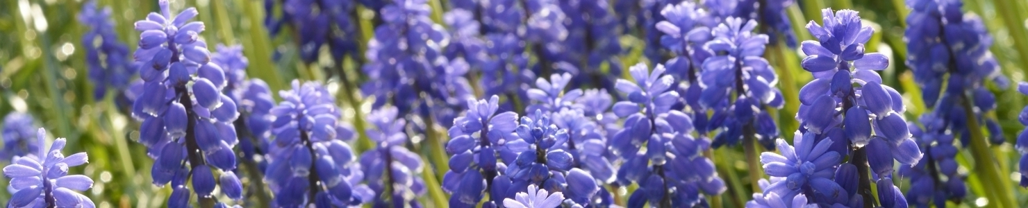 Muscari photo