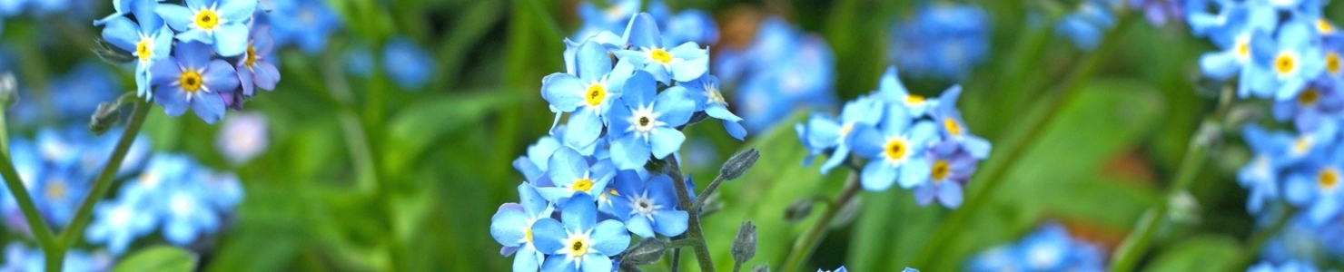 Myosotis photo