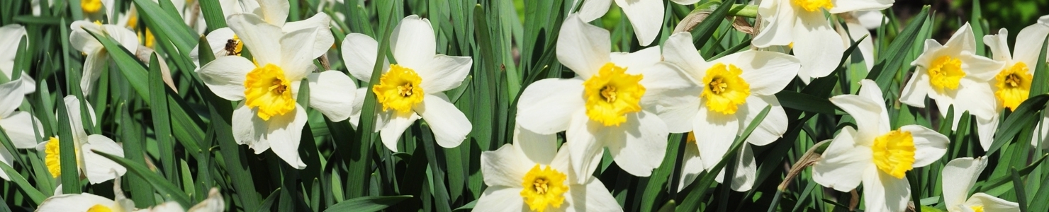 Narcissus photo
