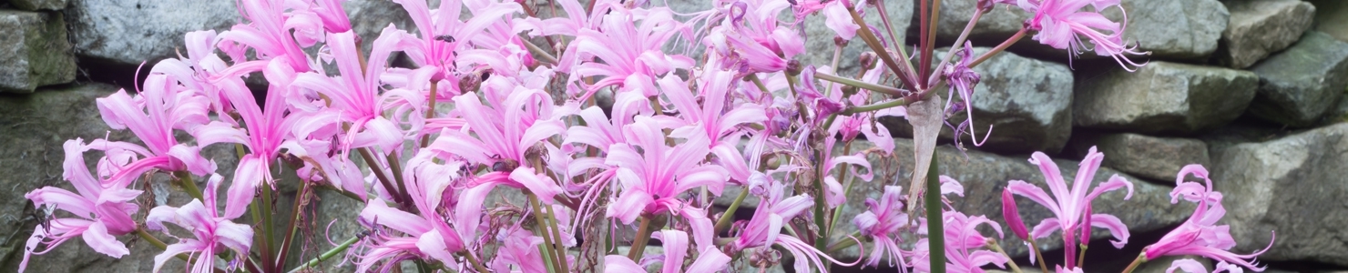 Nerine photo