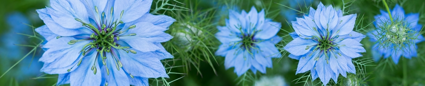 Nigella photo