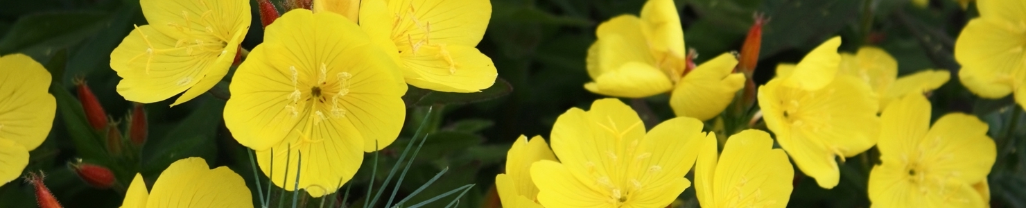 Oenothera photo