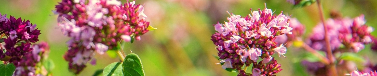 Origanum photo