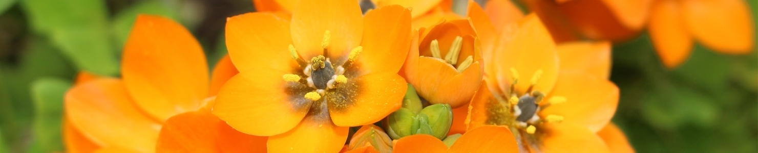 Ornithogalum photo