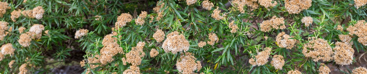 Ozothamnus photo