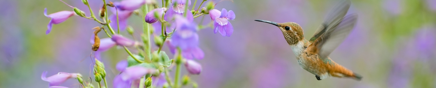 Penstemon photo