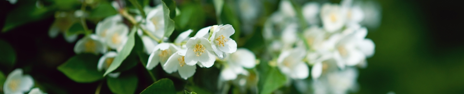 Philadelphus photo