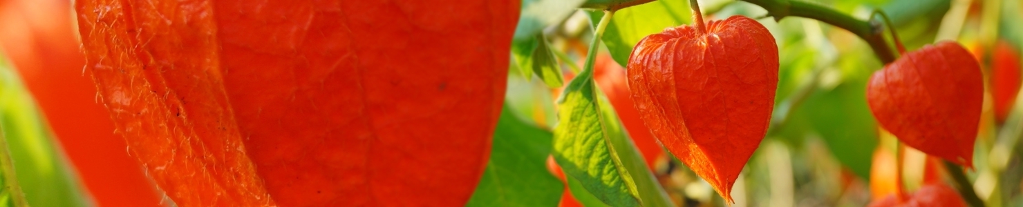 Physalis photo