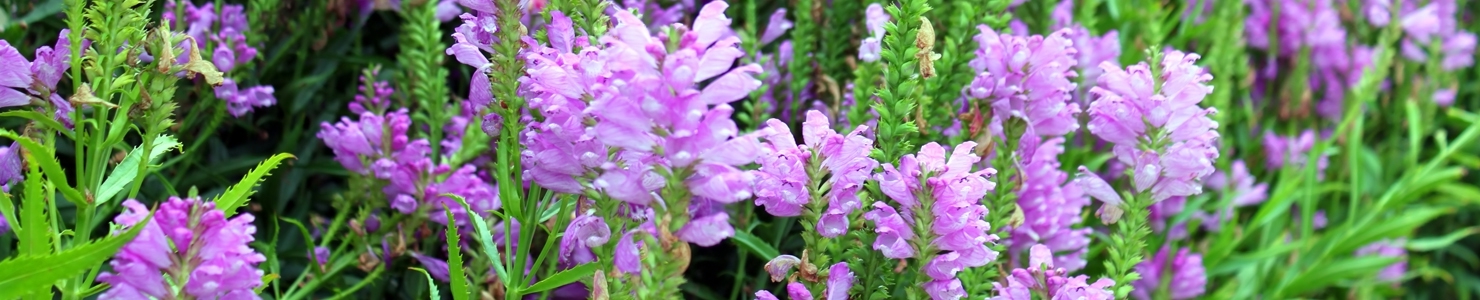 Physostegia photo