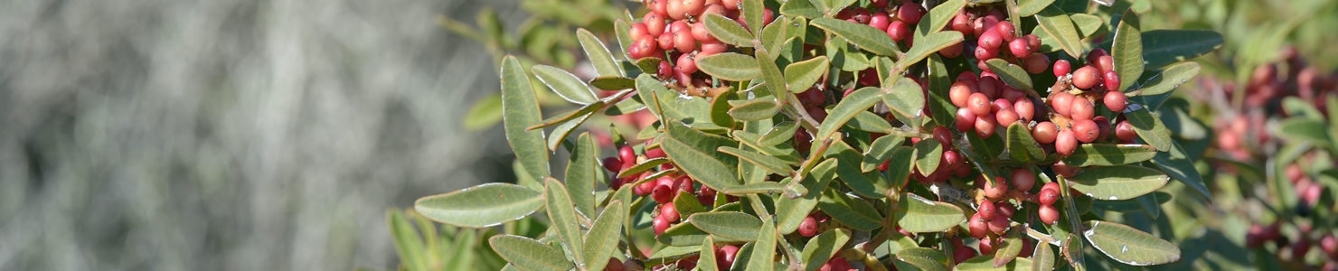 Pistacia photo