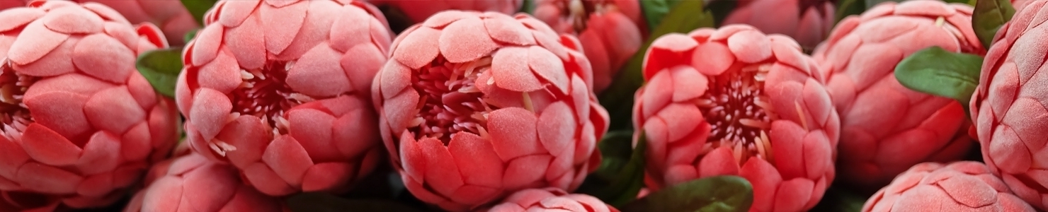 Protea photo