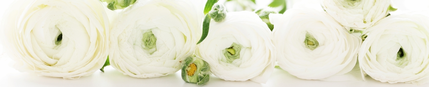 Ranunculus photo