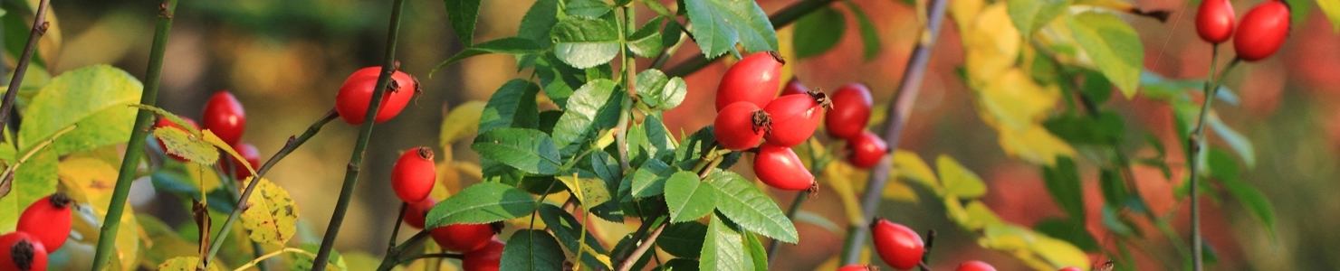  Rosehip photo