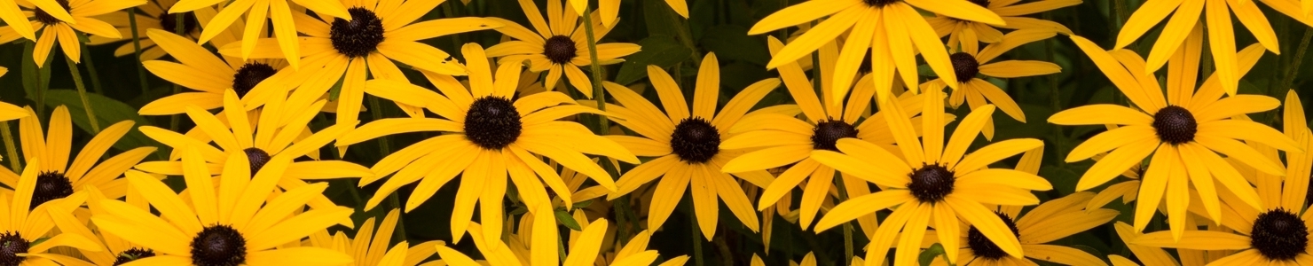 Rudbeckia photo