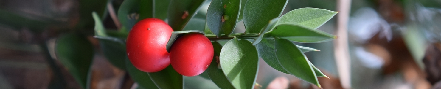 Ruscus photo