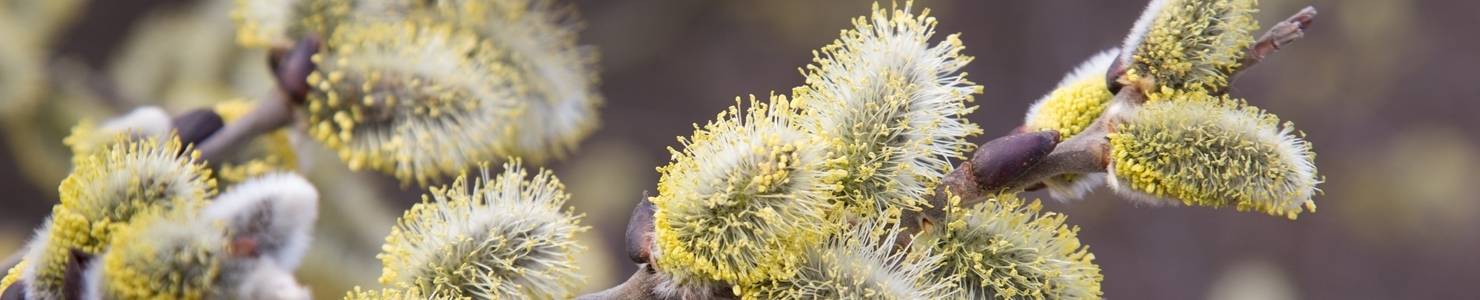 Salix photo