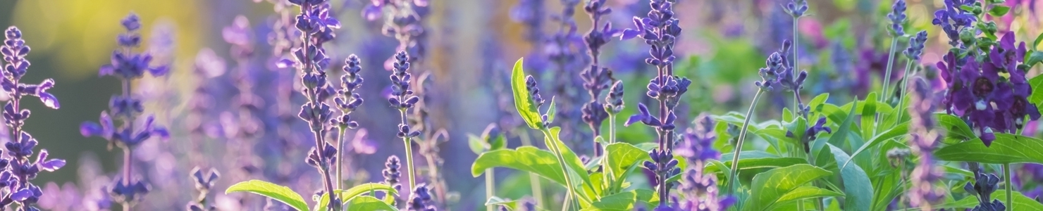 Salvia photo