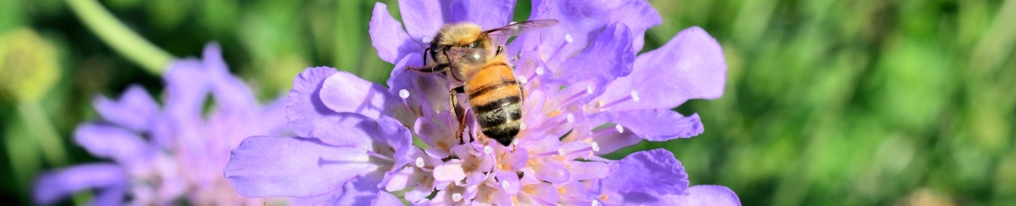 Scabiosa photo