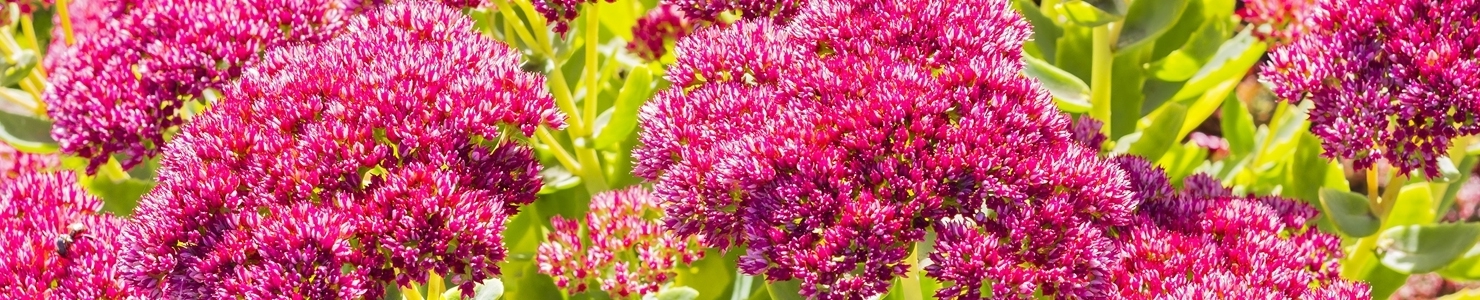 Sedum photo