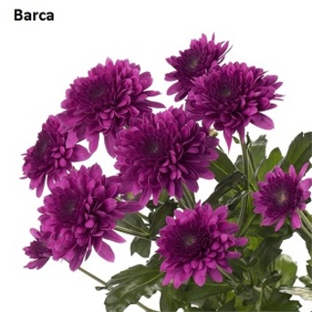 Barca