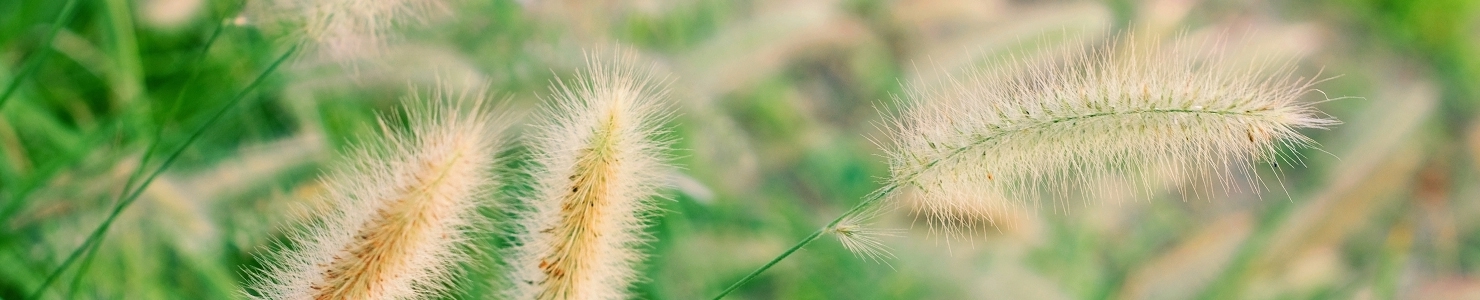 Setaria photo