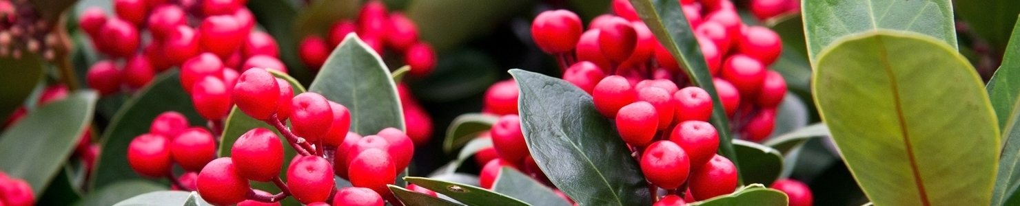 Skimmia photo