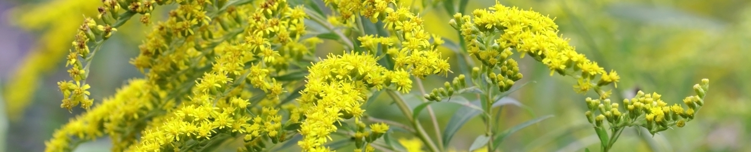 Solidago photo