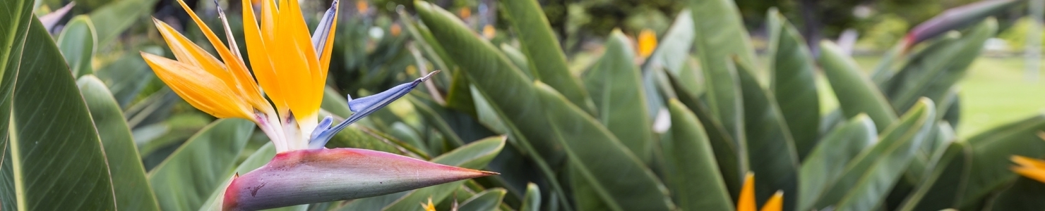 Strelitzia photo