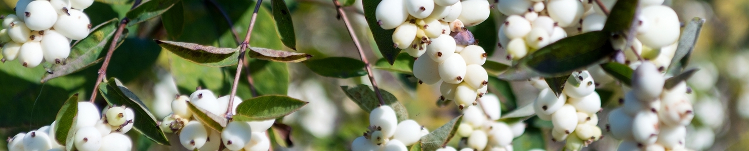 Symphoricarpos photo