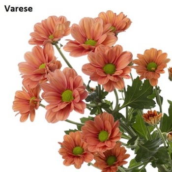 Varese