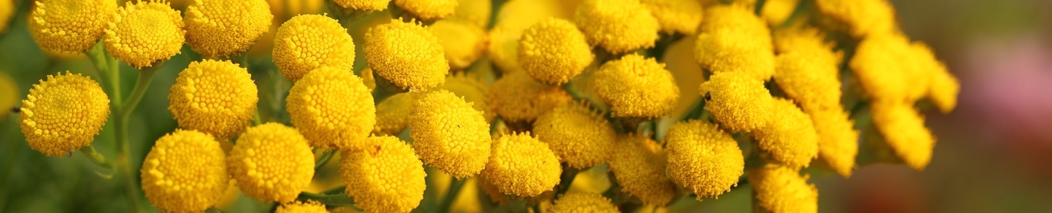 Tanacetum photo