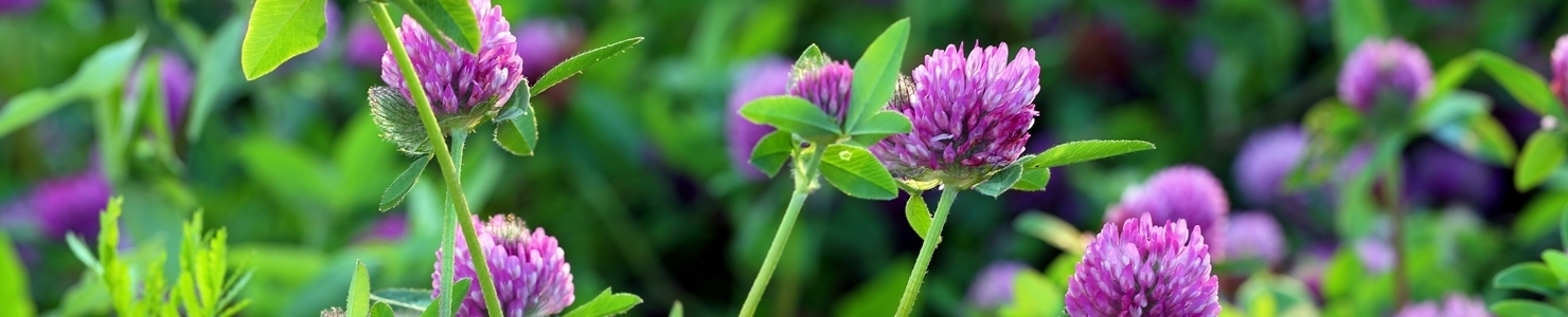 Trifolium photo