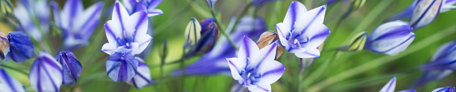 Triteleia photo