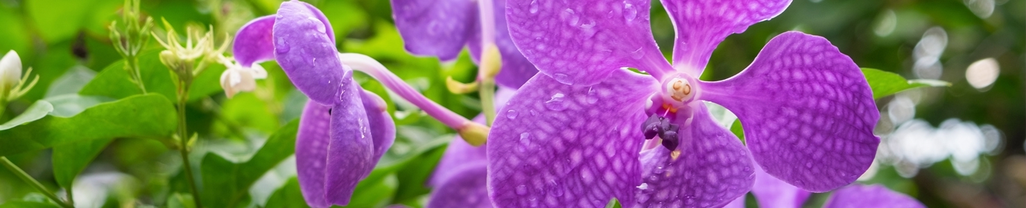 Vanda photo