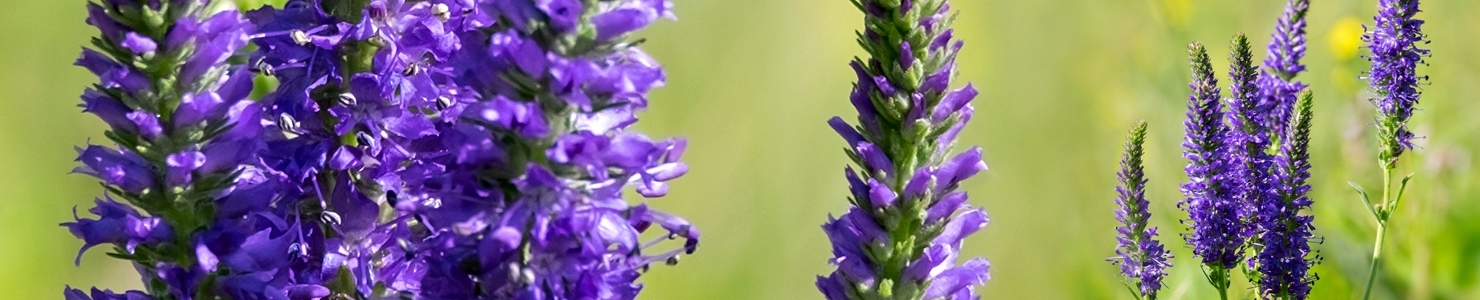 Veronica photo
